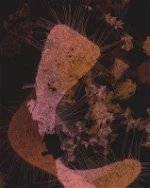 Mycelia by Jimmy Herdberg logo